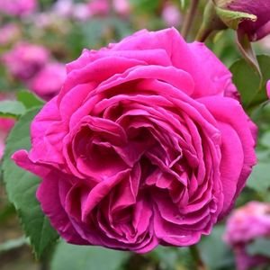 mme_isaac_periere_bm_2016_6_1000px - MME ISAAC PEREIRE