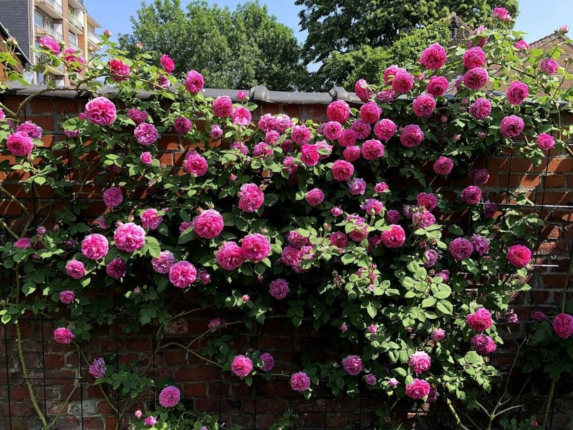 mme-isaac-pereire -2 - MME ISAAC PEREIRE