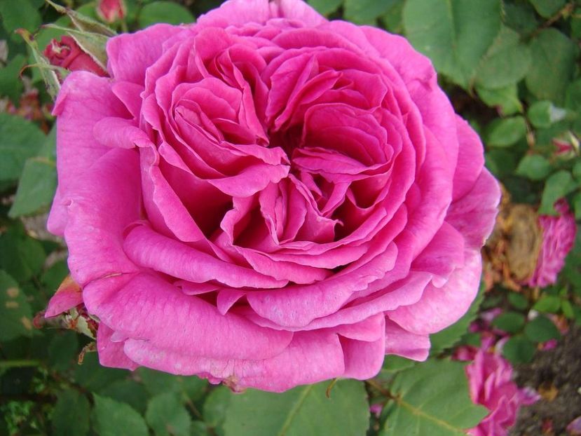 mme-isaac-pereire -3 - MME ISAAC PEREIRE