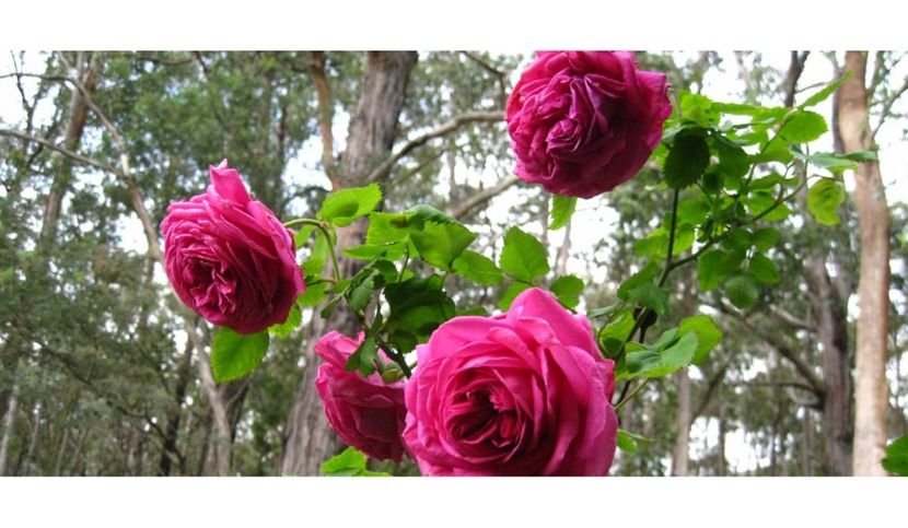 mme-isaac-pereire_7506_1200x700 - MME ISAAC PEREIRE