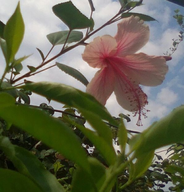  - Hibiscus Albo Lacinatus