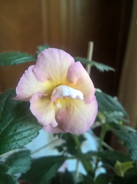  - Yellow English Rose
