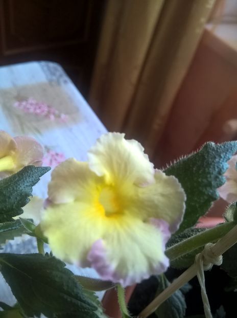  - Yellow English Rose