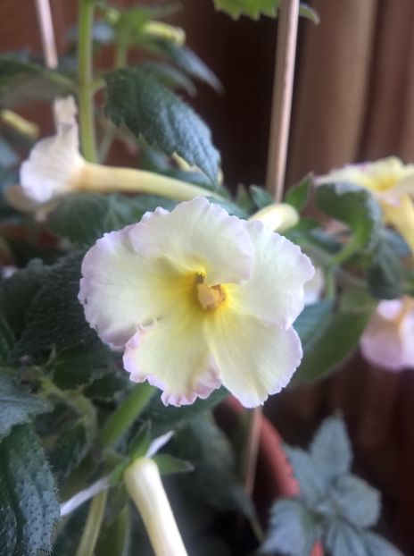  - Yellow English Rose