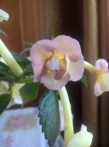  - Yellow English Rose