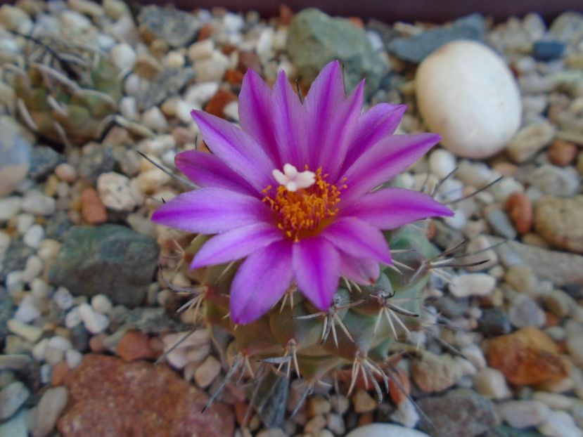 Turbinicarpus viereckii - Cactusi 2019 bis bis