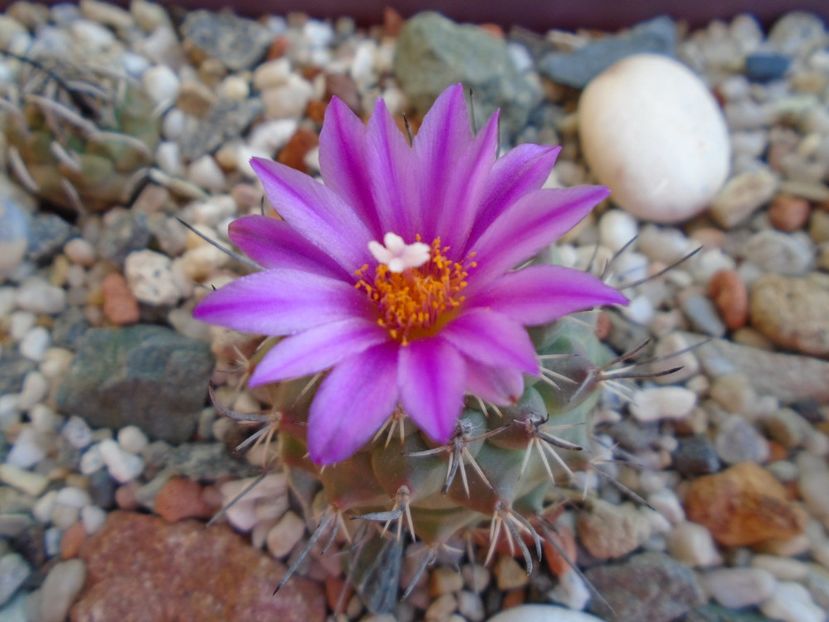 Turbinicarpus viereckii - Cactusi 2019 bis bis