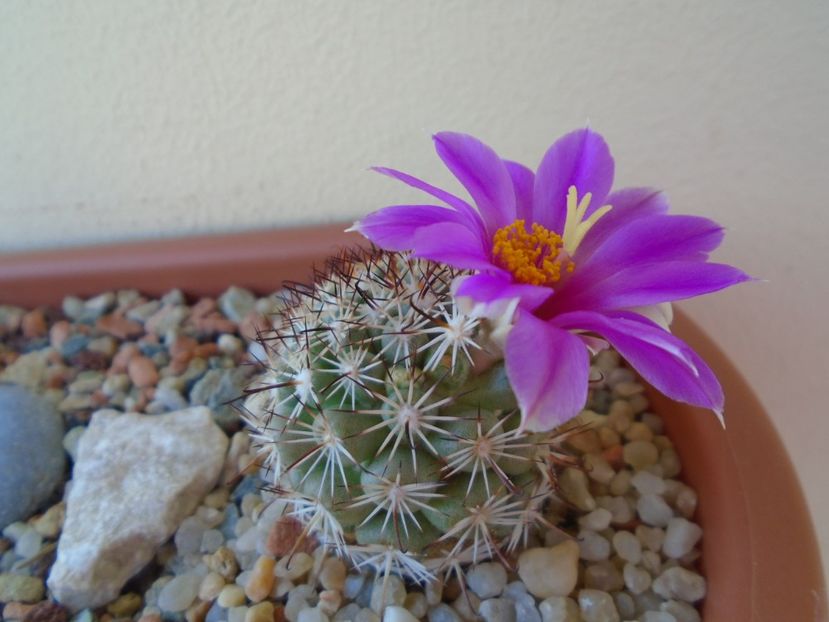Mammillaria schumannii v. globosa - Cactusi 2019 bis bis