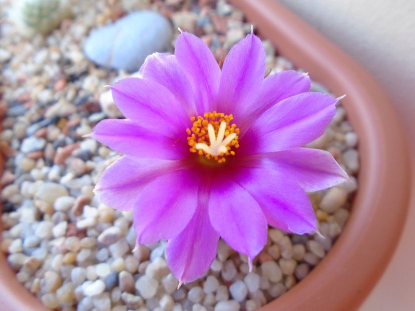 Mammillaria schumannii v. globosa - Cactusi 2019 bis bis