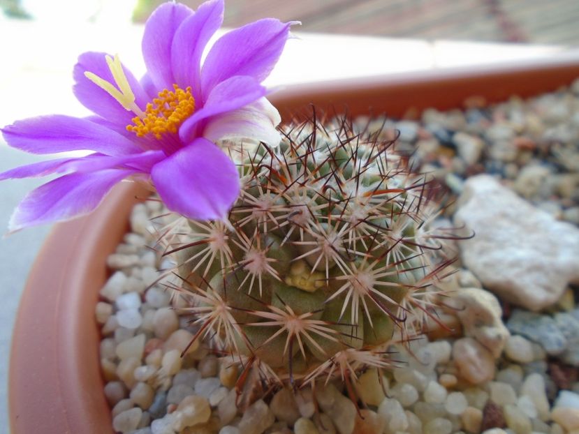 Mammillaria schumannii v. globosa - Cactusi 2019 bis bis