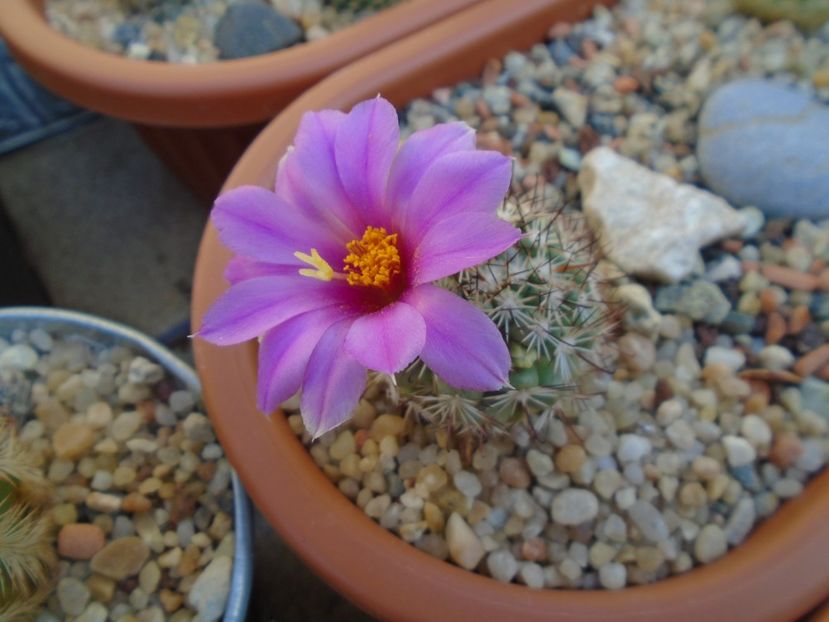 Mammillaria schumannii v. globosa - Cactusi 2019 bis bis