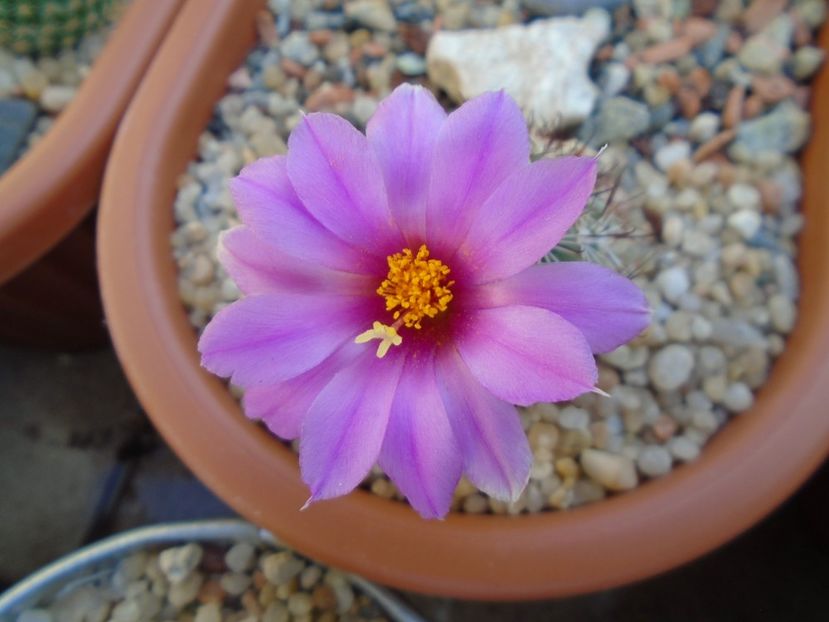 Mammillaria schumannii v. globosa - Cactusi 2019 bis bis