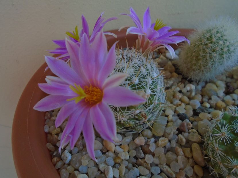 Mammillaria boolii - Cactusi 2019 bis bis