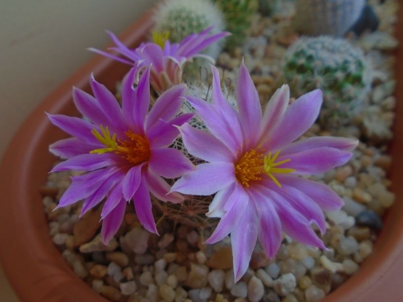 Mammillaria boolii - Cactusi 2019 bis bis