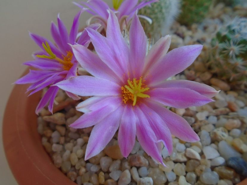 Mammillaria boolii - Cactusi 2019 bis bis