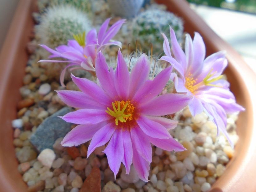 Mammillaria boolii - Cactusi 2019 bis bis