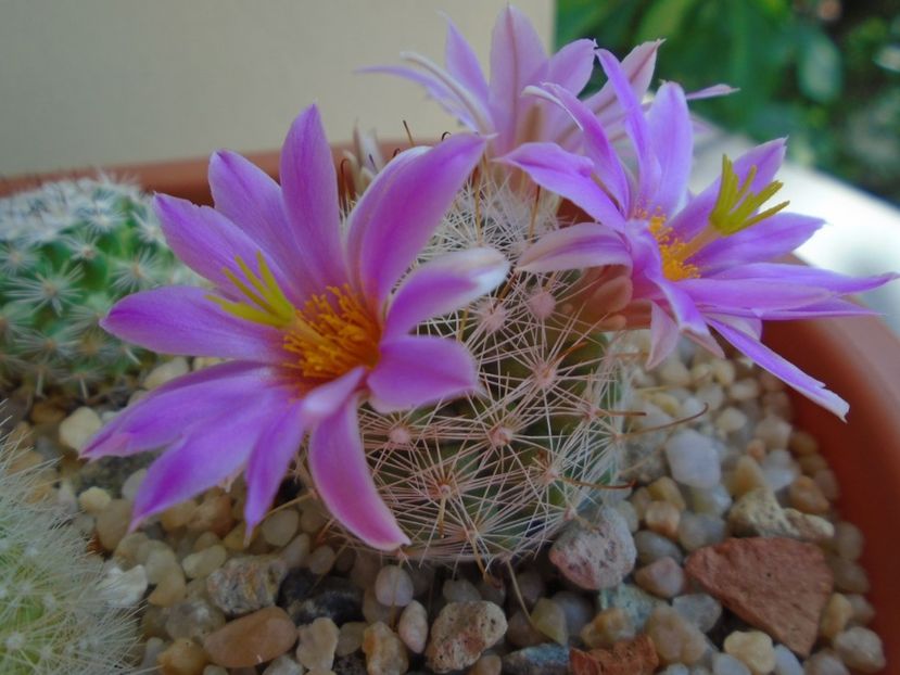 Mammillaria boolii - Cactusi 2019 bis bis
