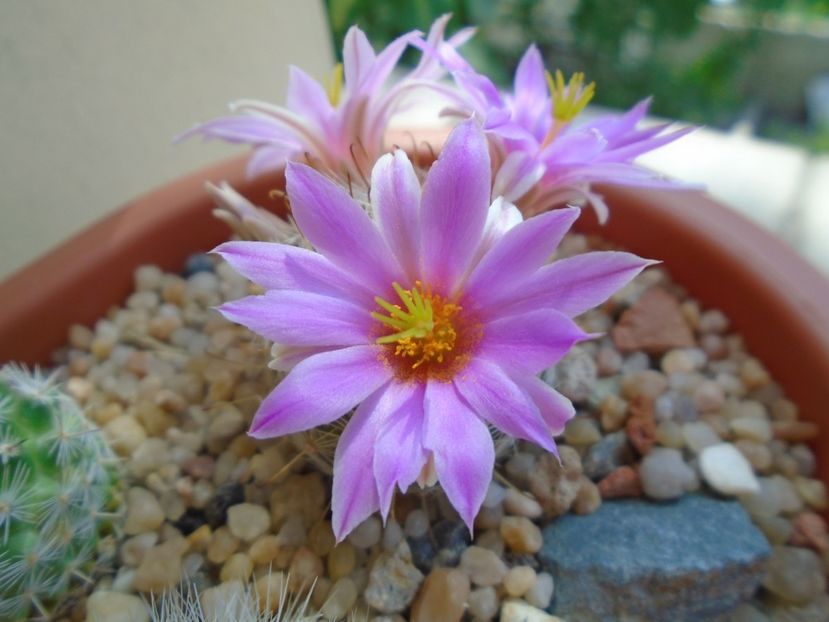 Mammillaria boolii - Cactusi 2019 bis bis