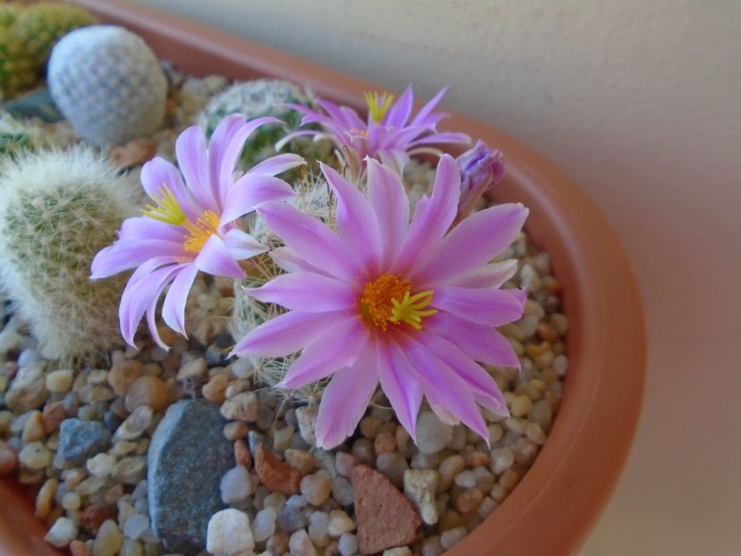 Mammillaria boolii - Cactusi 2019 bis bis