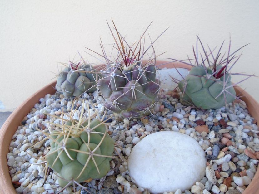 Grup de 4 Thelocactus - Cactusi 2019 bis bis
