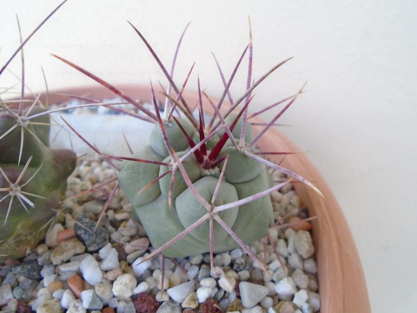 Thelocactus hexaedrophorus 1 - Cactusi 2019 bis bis