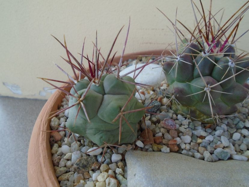 Thelocactus hexaedrophorus 1 - Cactusi 2019 bis bis