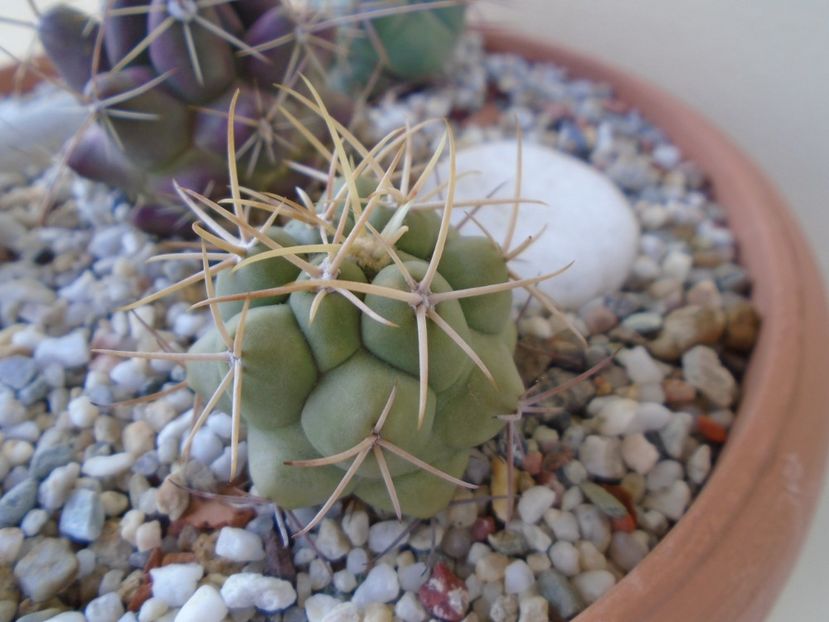 Thelocactus hexaedrophorus 3 - Cactusi 2019 bis bis