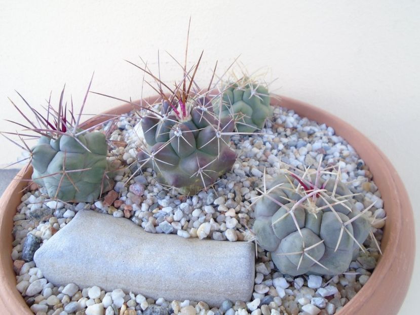 Grup de 4 Thelocactus - Cactusi 2019 bis bis