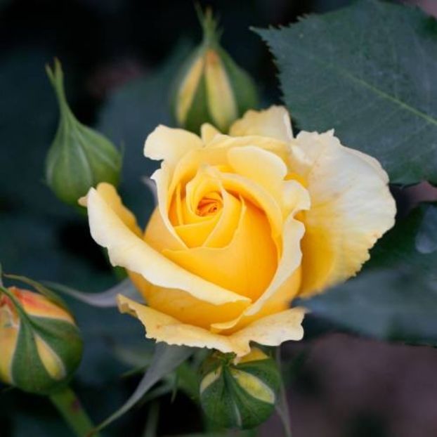 rose-rimosa-5 - RIMOSA