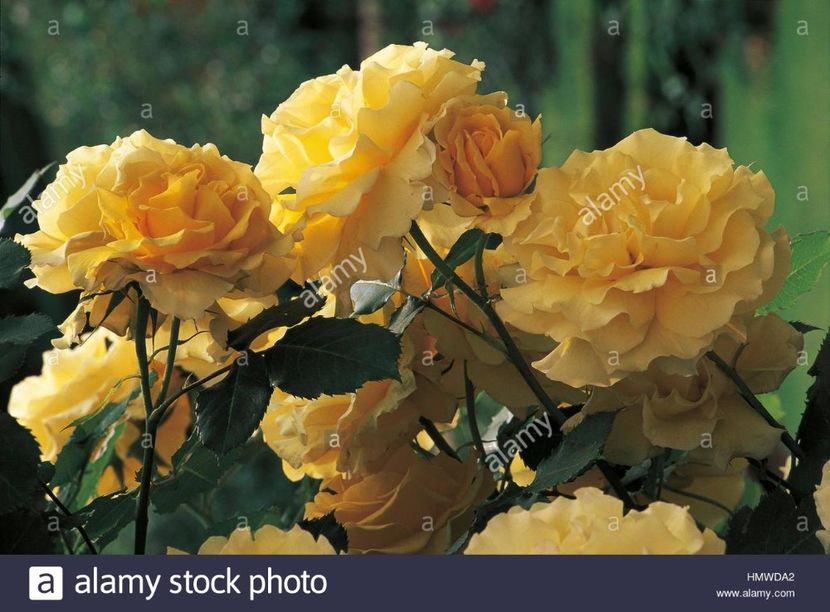 meilland-rimosa-rose- - RIMOSA