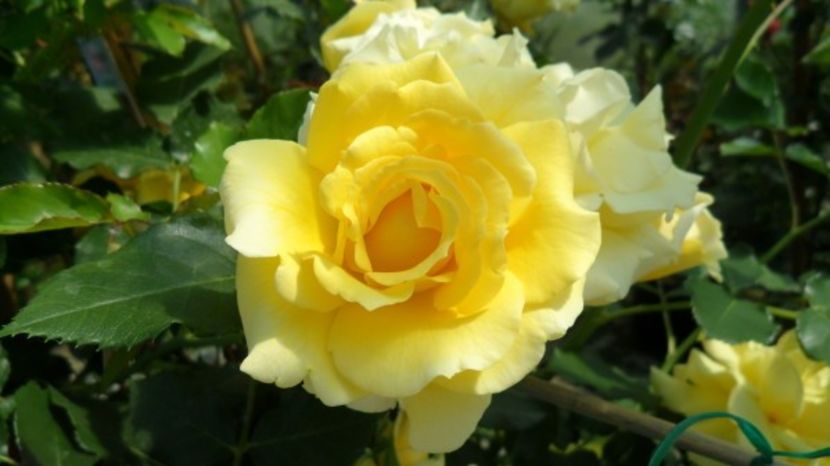 Rosier-Rimosa - RIMOSA