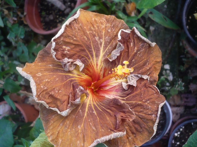 28.08.2019 - HIBISCUSI 2019-2