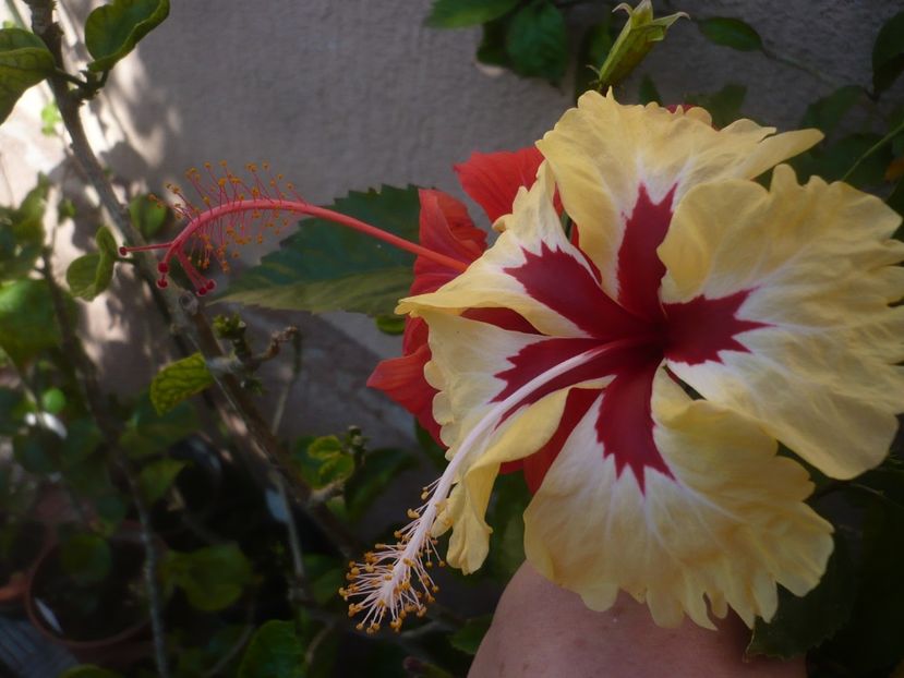 P1420780 - HIBISCUSI 2019-2