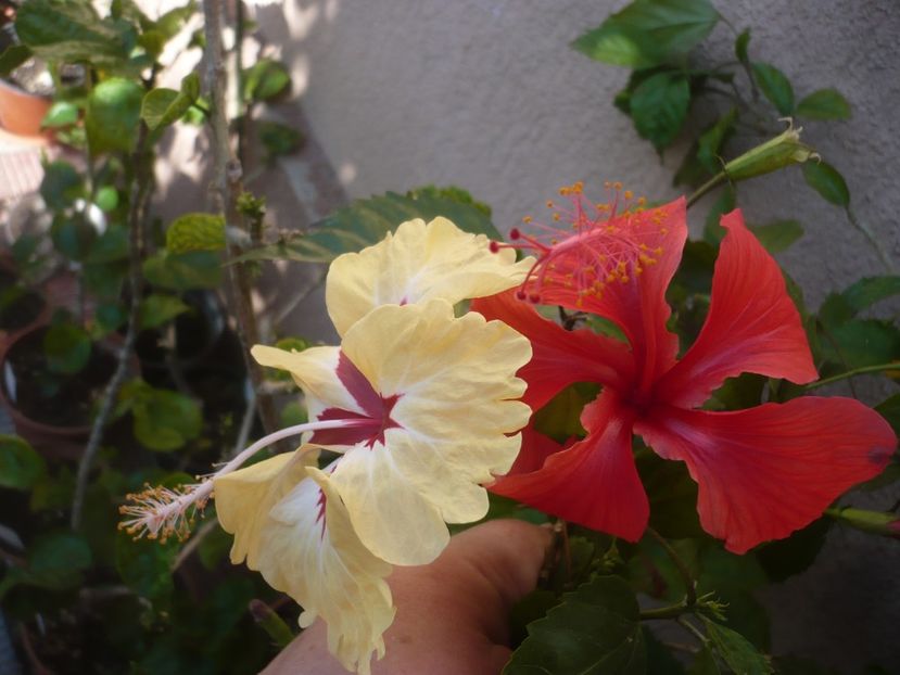 P1420781 - HIBISCUSI 2019-2