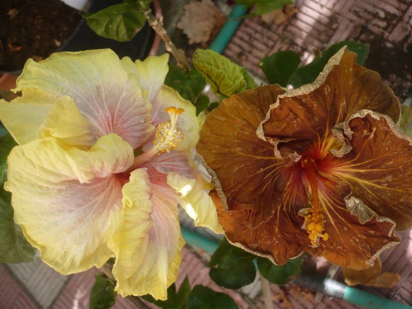 P1420785 - HIBISCUSI 2019-2