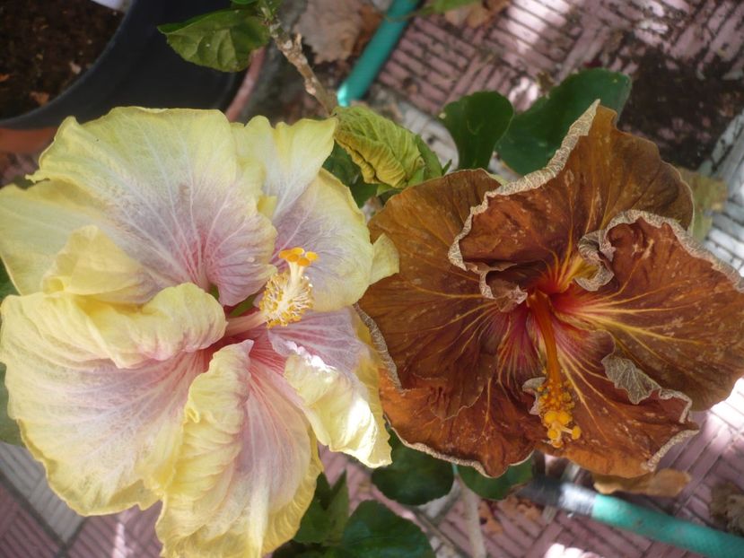 P1420786 - HIBISCUSI 2019-2