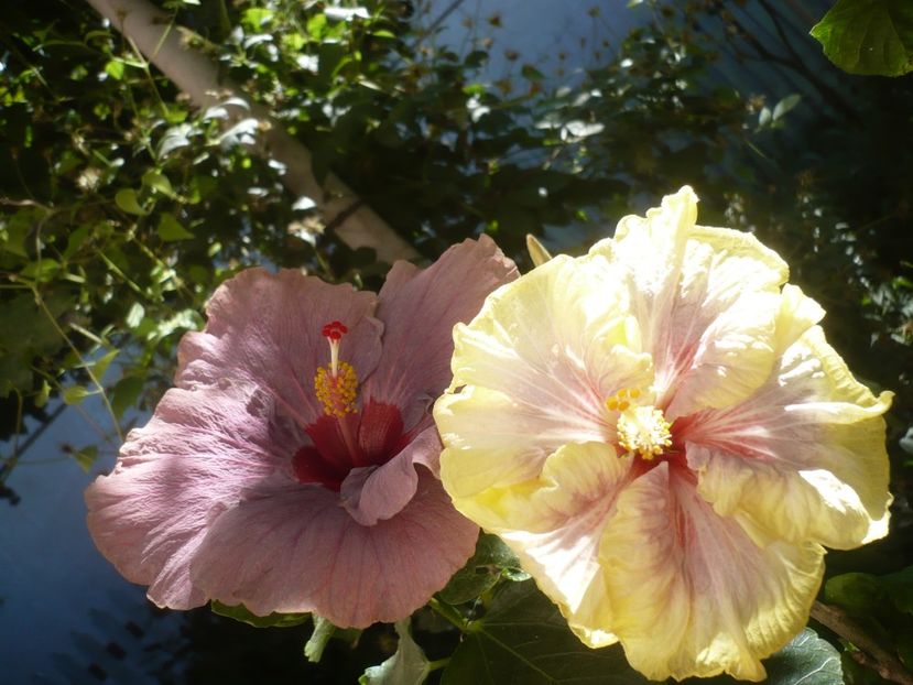 P1420787 - HIBISCUSI 2019-2