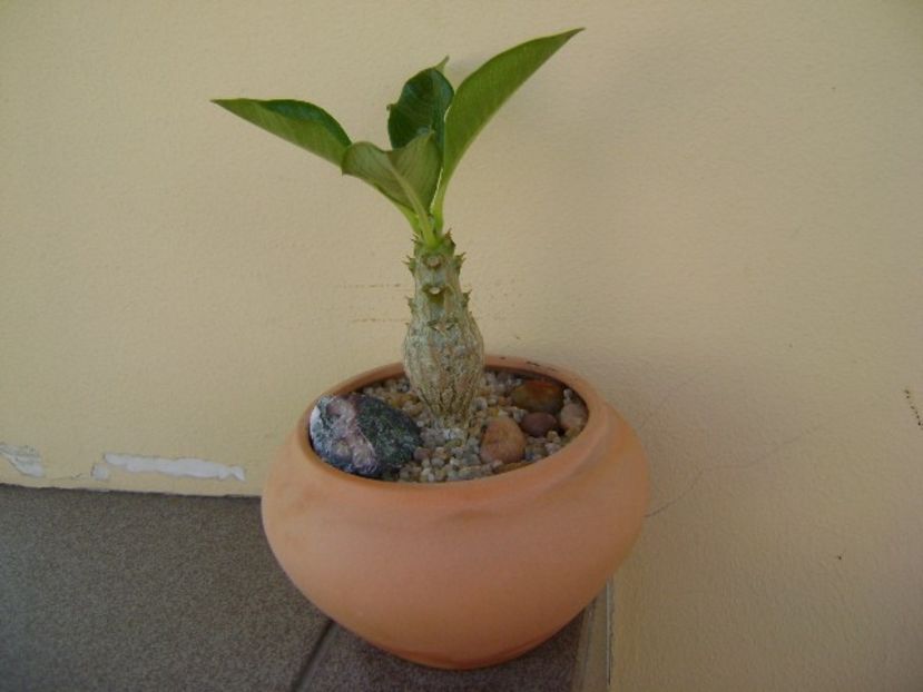 Pachypodium baronii ssp. windsorii - Caudiciforme si bulbi 2019