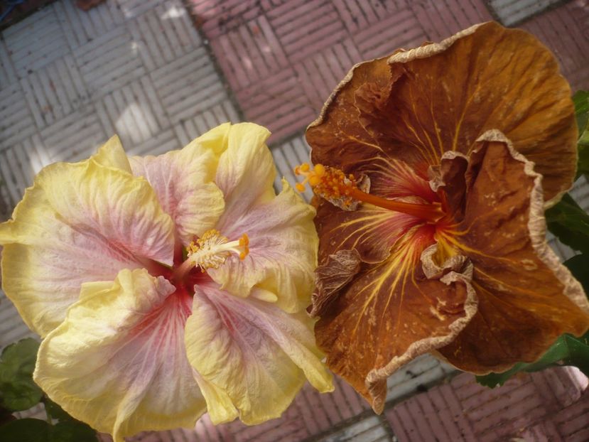 P1420790 - HIBISCUSI 2019-2