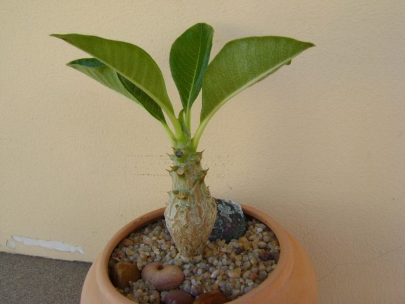 Pachypodium baronii ssp. windsorii - Caudiciforme si bulbi 2019