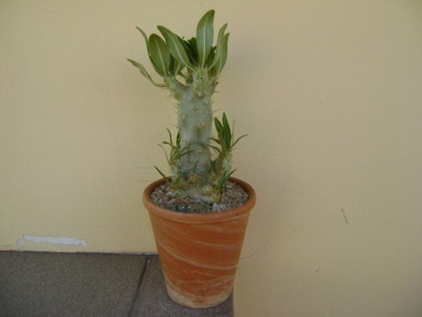 Pachypodium rosulatum ssp. cactipes - Caudiciforme si bulbi 2019
