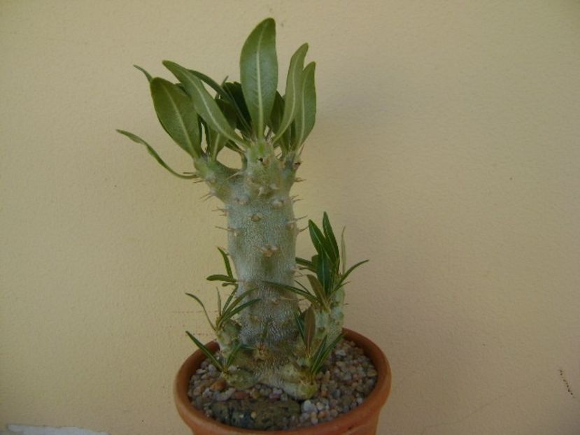 Pachypodium rosulatum ssp. cactipes - Caudiciforme si bulbi 2019
