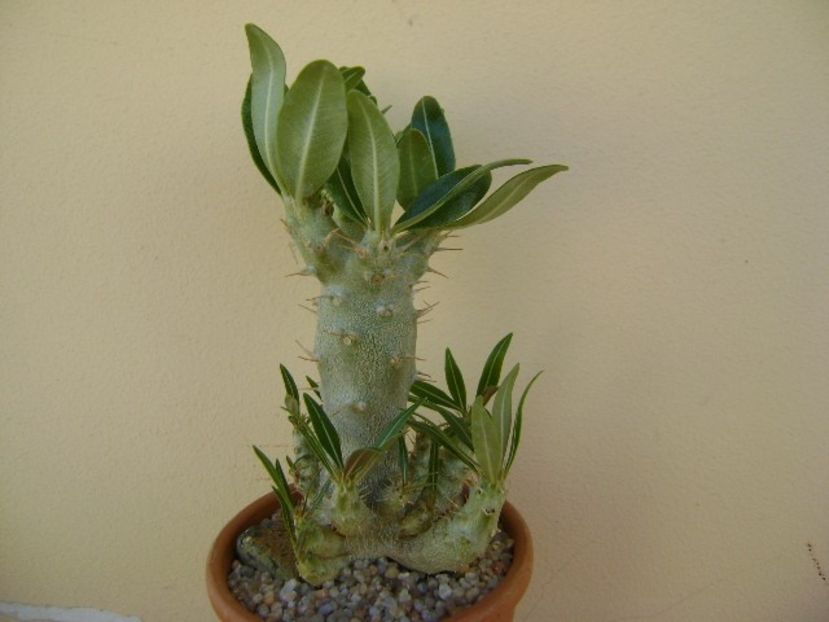 Pachypodium rosulatum ssp. cactipes - Caudiciforme si bulbi 2019