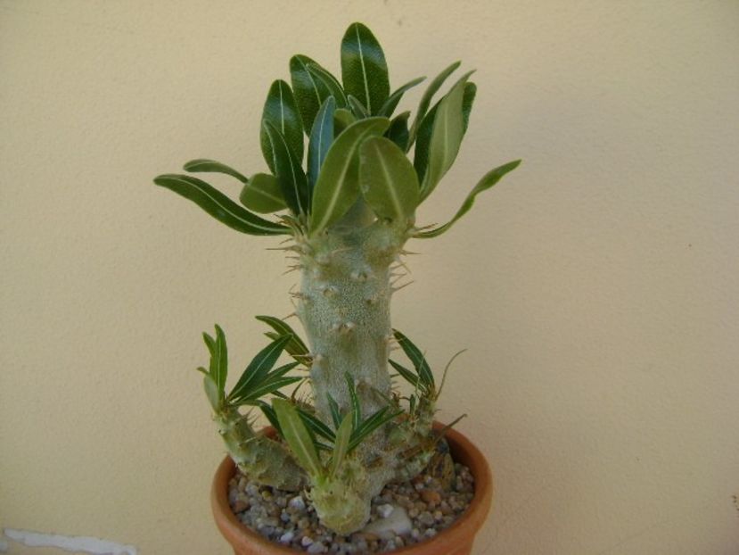 Pachypodium rosulatum ssp. cactipes - Caudiciforme si bulbi 2019