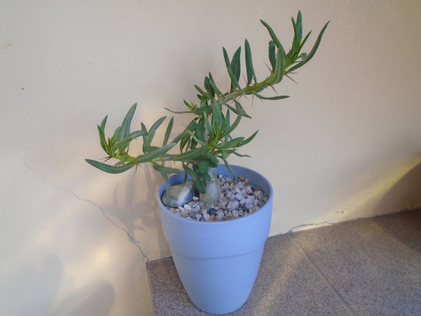 Pachypodium bispinosum - Caudiciforme si bulbi 2019