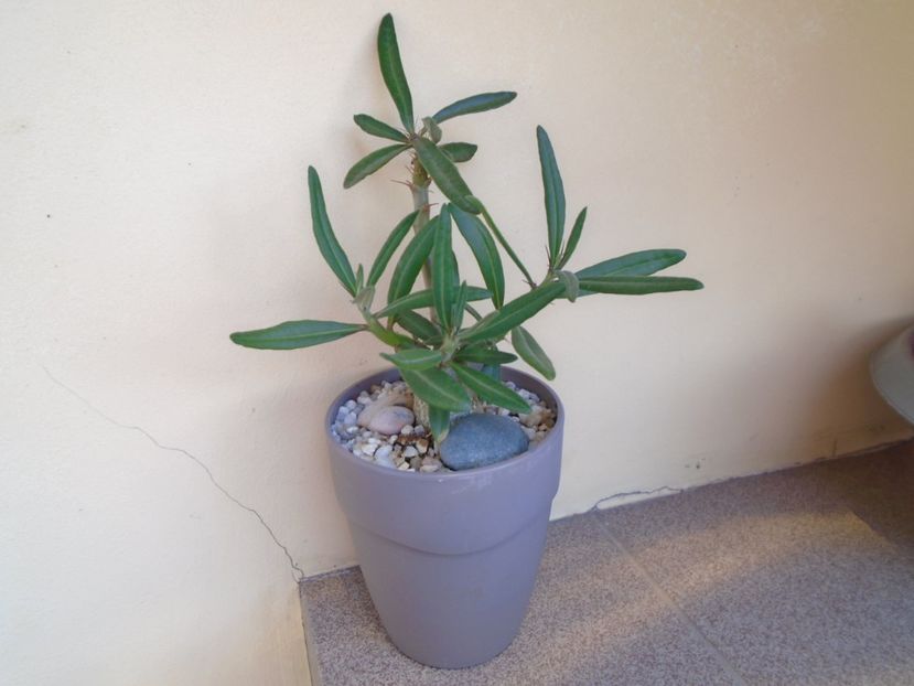 Pachypodium succulentum - Caudiciforme si bulbi 2019