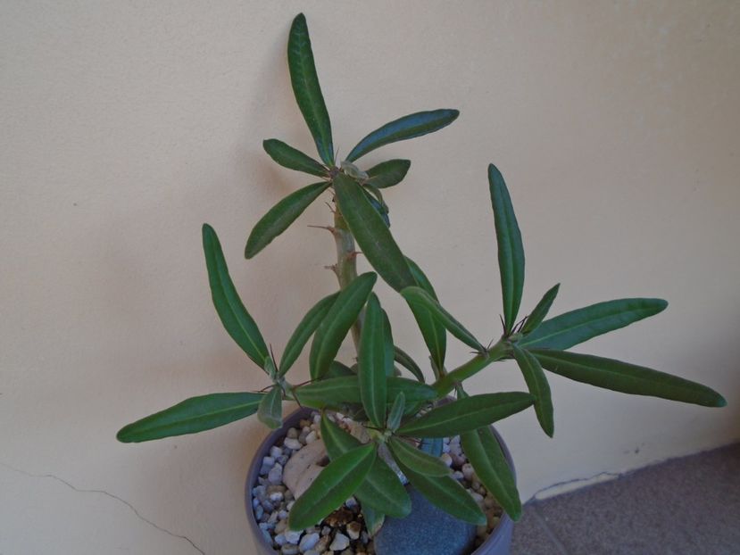 Pachypodium succulentum - Caudiciforme si bulbi 2019