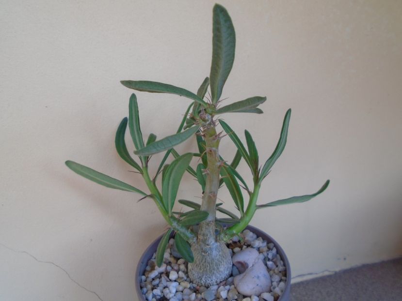 Pachypodium succulentum - Caudiciforme si bulbi 2019