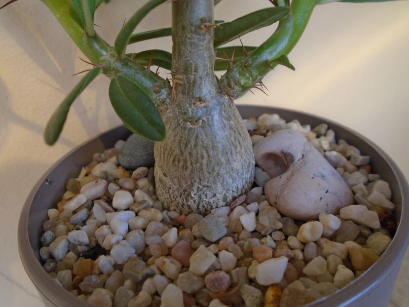 Pachypodium succulentum - Caudiciforme si bulbi 2019
