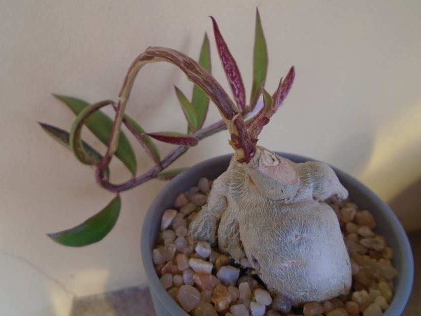 Monadenium montanum v. rubellum (Euphorbia neorubella) - Caudiciforme si bulbi 2019